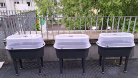 BFS1: Schülerinnen und Schüler säen Gemüse und Kräuter aus